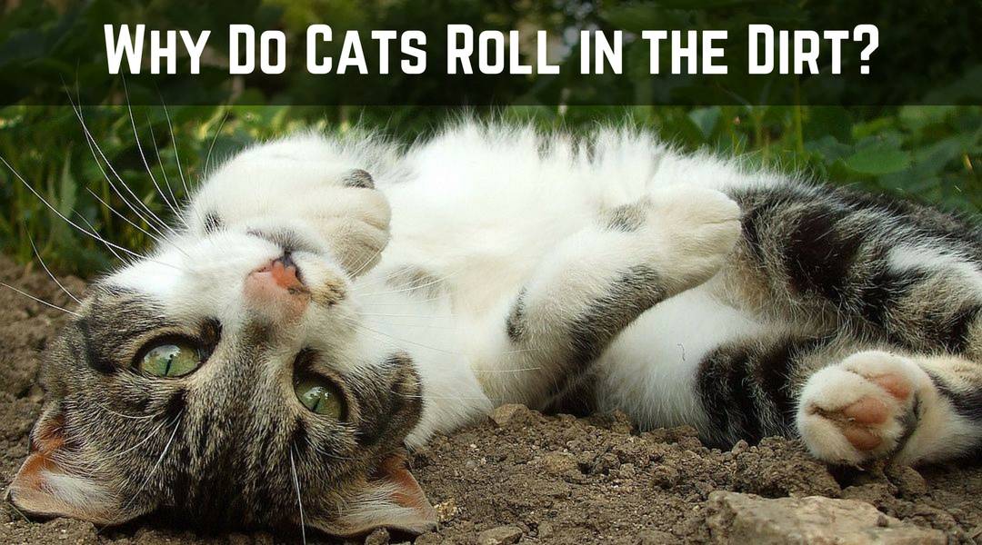 Why Do Cats Roll In The Dirt Cool Cat Tree House