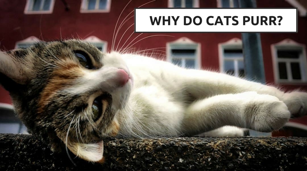 Why Do Cats Purr? - The How and Why - Cool Cat Tree House
